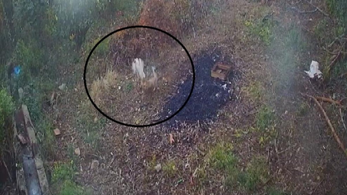 Hatay’da 50 tavuğu kayboldu! Gizemi güvenlik kamerası çözdü…