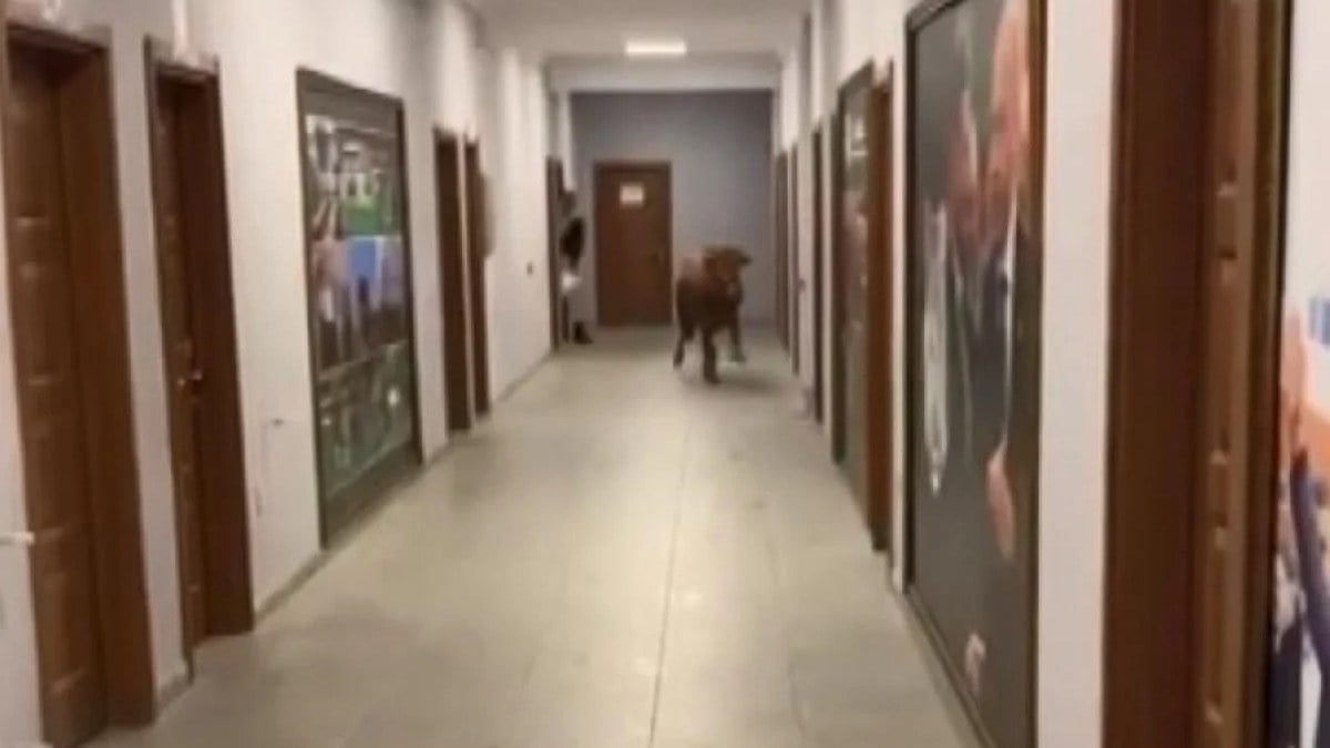 İstanbul’da spor kulübü tesisine inek girdi