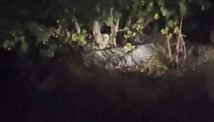 Karabük’te köyde çıktıkları ağaçta incir yiyen ayılar kamerada