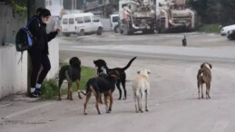 Karadeniz’de başıboş köpek sorunu! 100 bine dayandı