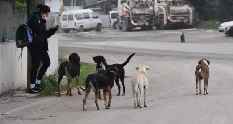 Karadeniz’de başıboş köpek sorunu! 100 bine dayandı