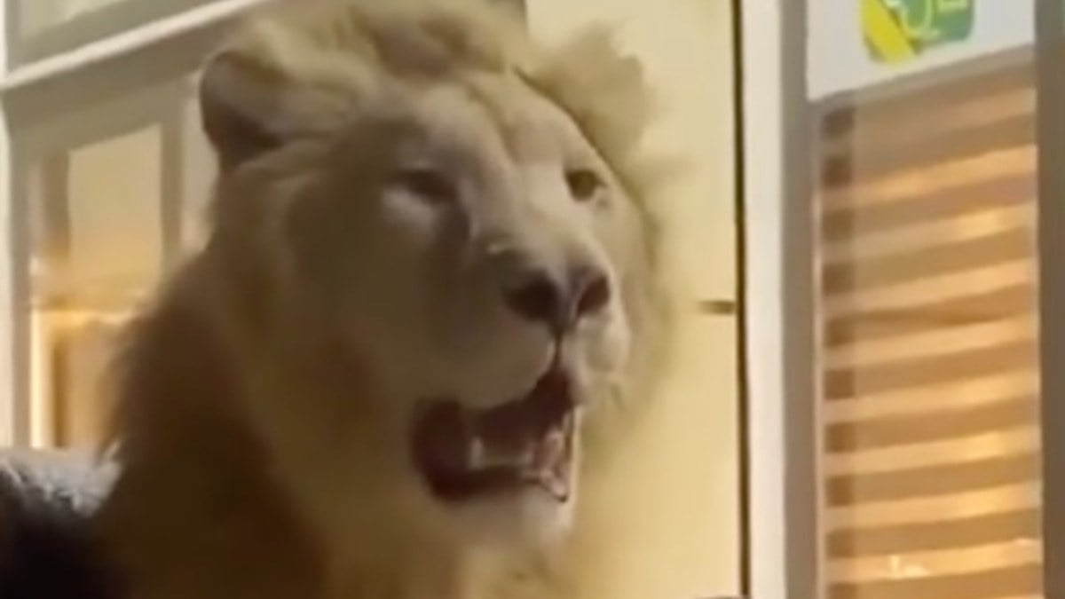 Libya’da AVM’ye aslanla girdi