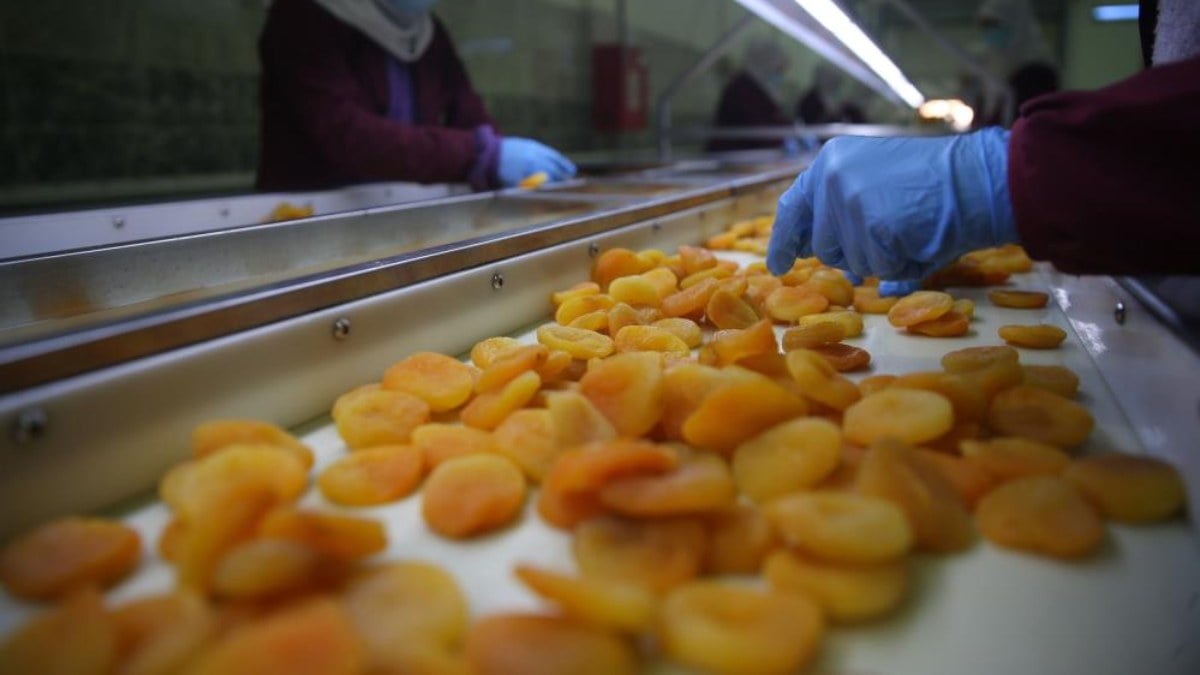 Malatya’da kayısı yüzleri güldürdü