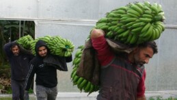 Mersin’de hasat başladı! Bahçede 16 lira olan muzun kilosu markette 30 lira