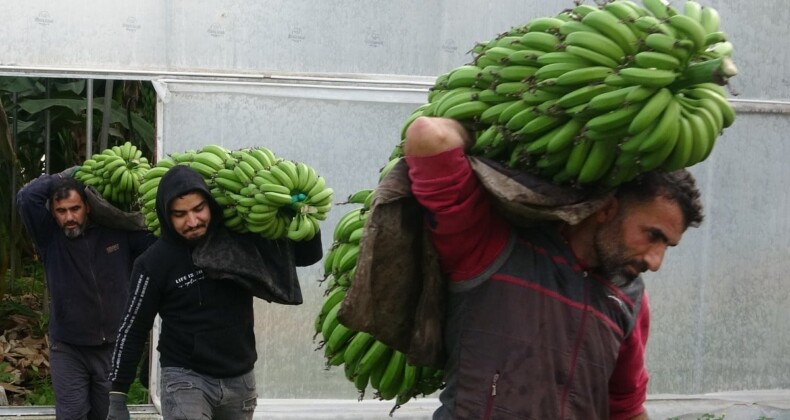 Mersin’de hasat başladı! Bahçede 16 lira olan muzun kilosu markette 30 lira