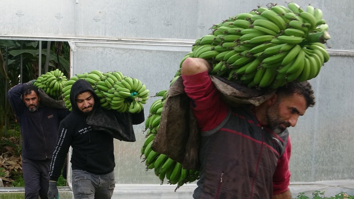 Mersin’de hasat başladı! Bahçede 16 lira olan muzun kilosu markette 30 lira