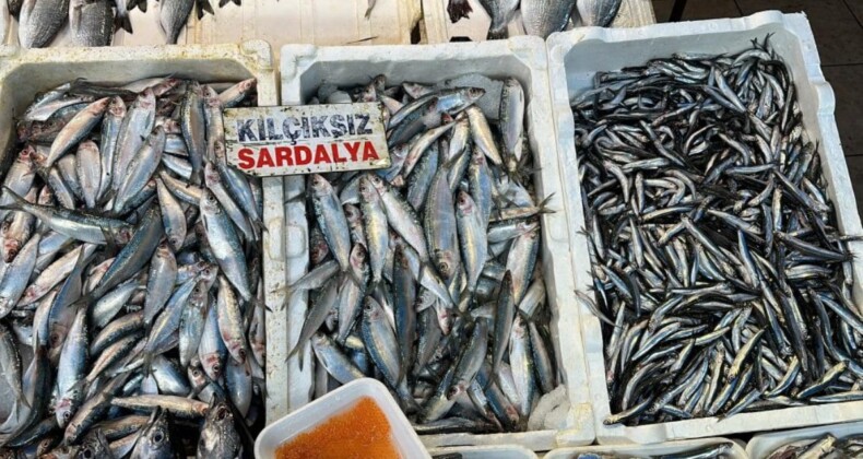 Mersin’de sardalya ve hamsi bolluğu yaşanıyor