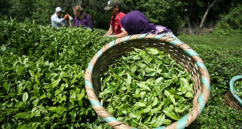 Rize’den yapılan çay ihracatı geliri yüzde 45 artış gösterdi