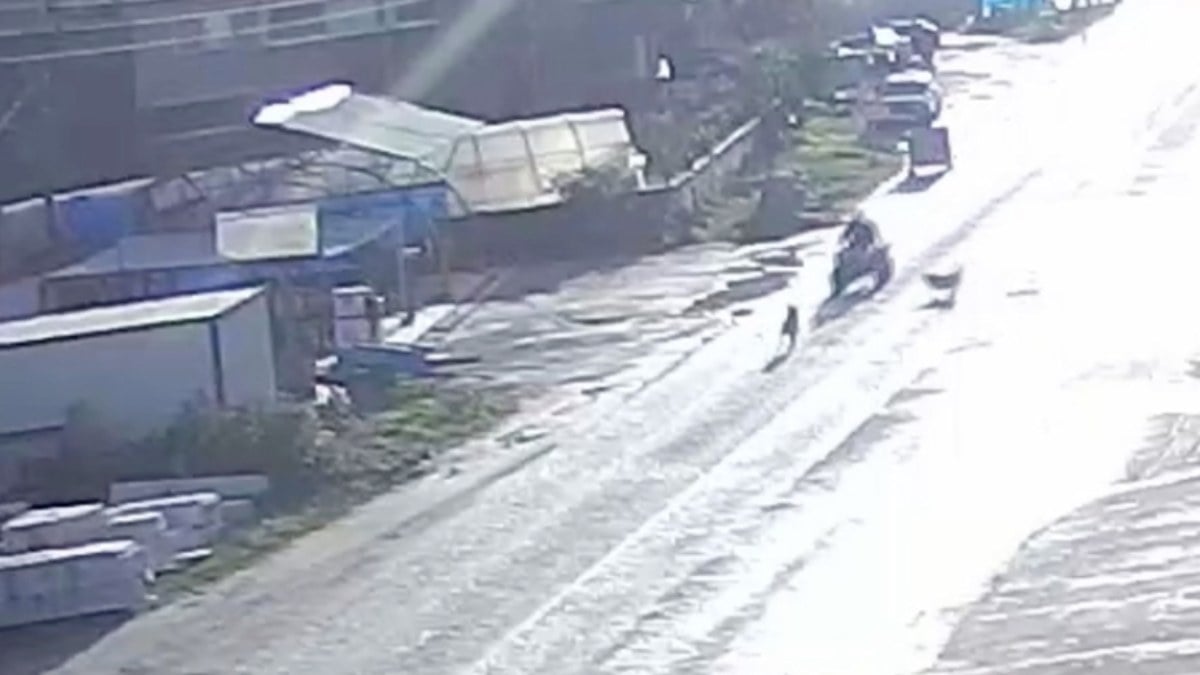 Sinop’ta başıboş köpekler ATV’ye saldırdı! Sürücü kaza yaptı