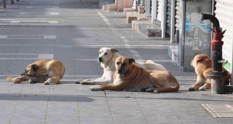 Son 21 ayda 40’ı çocuk 92 kişi sokak köpekleri yüzünden hayattan koparıldı