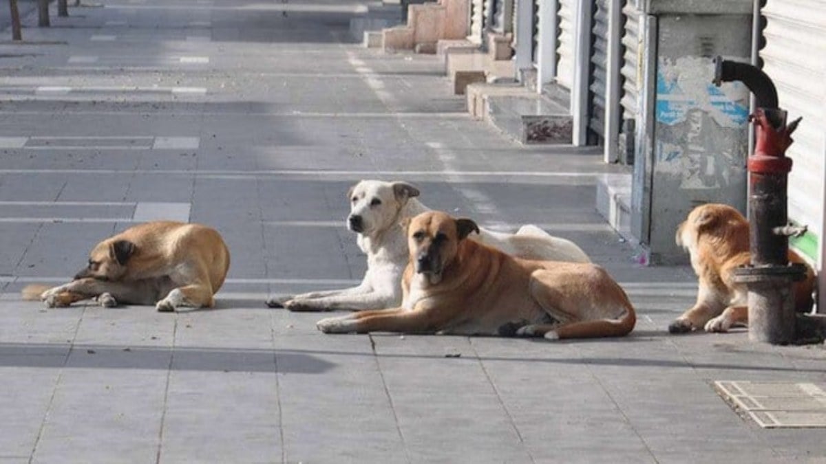 Türkiye’nin ‘başıboşluk’ sorunu: Sokak köpeği saldırılarının sonu gelmiyor