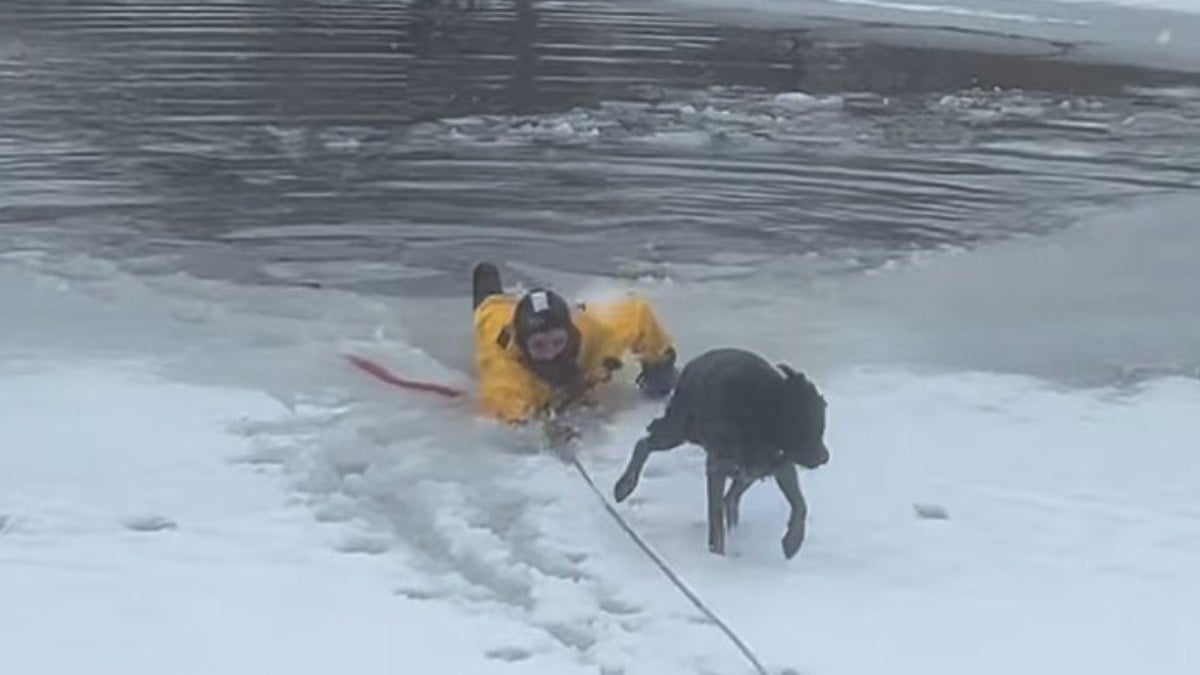ABD’de donan gölde köpek kurtarma operasyonu