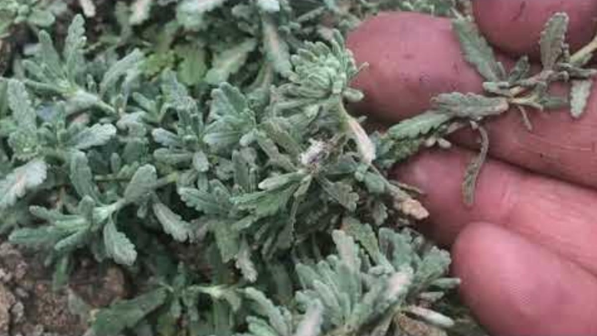 Adına değil, marifetine bakın! Kısa Mahmut Otu içen kurtuluyor…