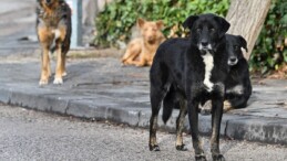 Ankara’da başıboş köpeklerin saldırdığı hemşire, arabanın önüne atlayarak kurtuldu