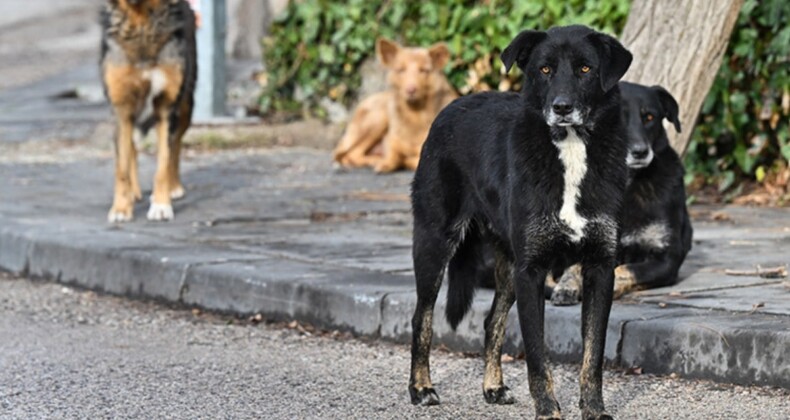 Ankara’da başıboş köpeklerin saldırdığı hemşire, arabanın önüne atlayarak kurtuldu