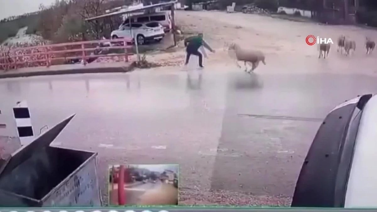 Antalya’da garip anlar: Yolun karşısına geçerken koçun saldırısına uğradı