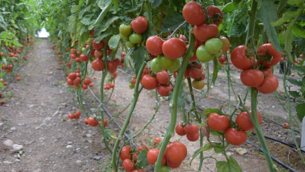 Antalya’da seralarda çalışacak eleman sıkıntısı yaşanıyor