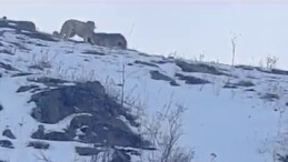 Ardahan’da kurtların köpeğe saldırı anı cep telefonuyla görüntülendi