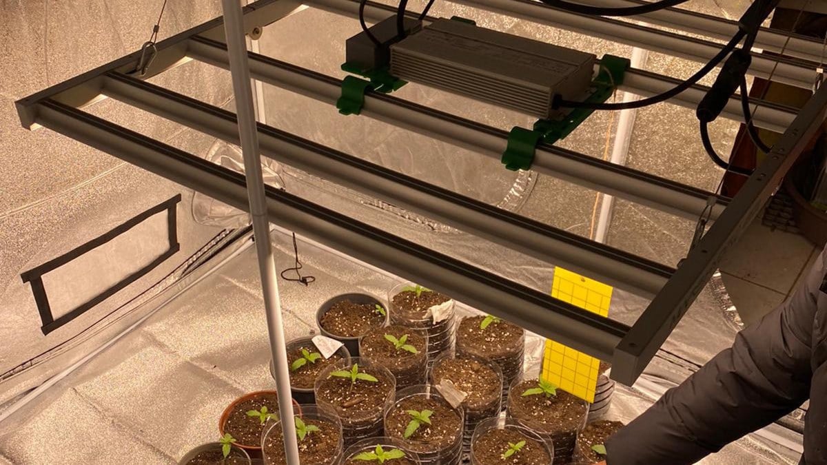 Aydın’da kurduğu düzenekle evinde Hint keneviri yetiştirdi