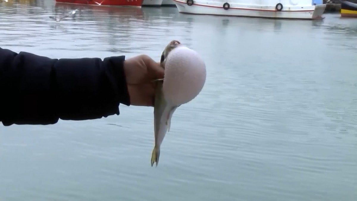 Balon balıkları için Nisan uyarısı: Ne hamsi kalacak ne istavrit