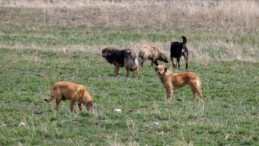 Başıboş köpek sorunu, Atatürk Üniversitesi’nde bilimsel yaklaşımla konuşuldu