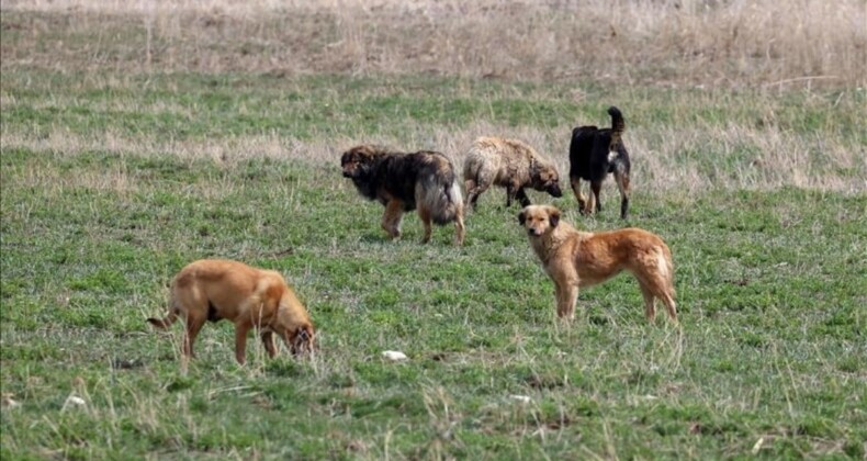 Başıboş köpek sorunu, Atatürk Üniversitesi’nde bilimsel yaklaşımla konuşuldu