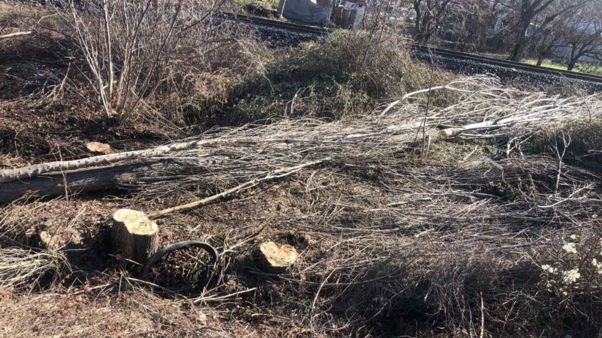 Bilecik’te acı ölüm! Yaşlı adam kestiği ağacın altında kaldı