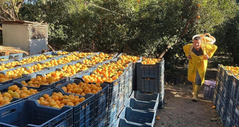 Bodrum mandalinasında hasat başladı… Bahçede 5, İstanbul’da 50 lira