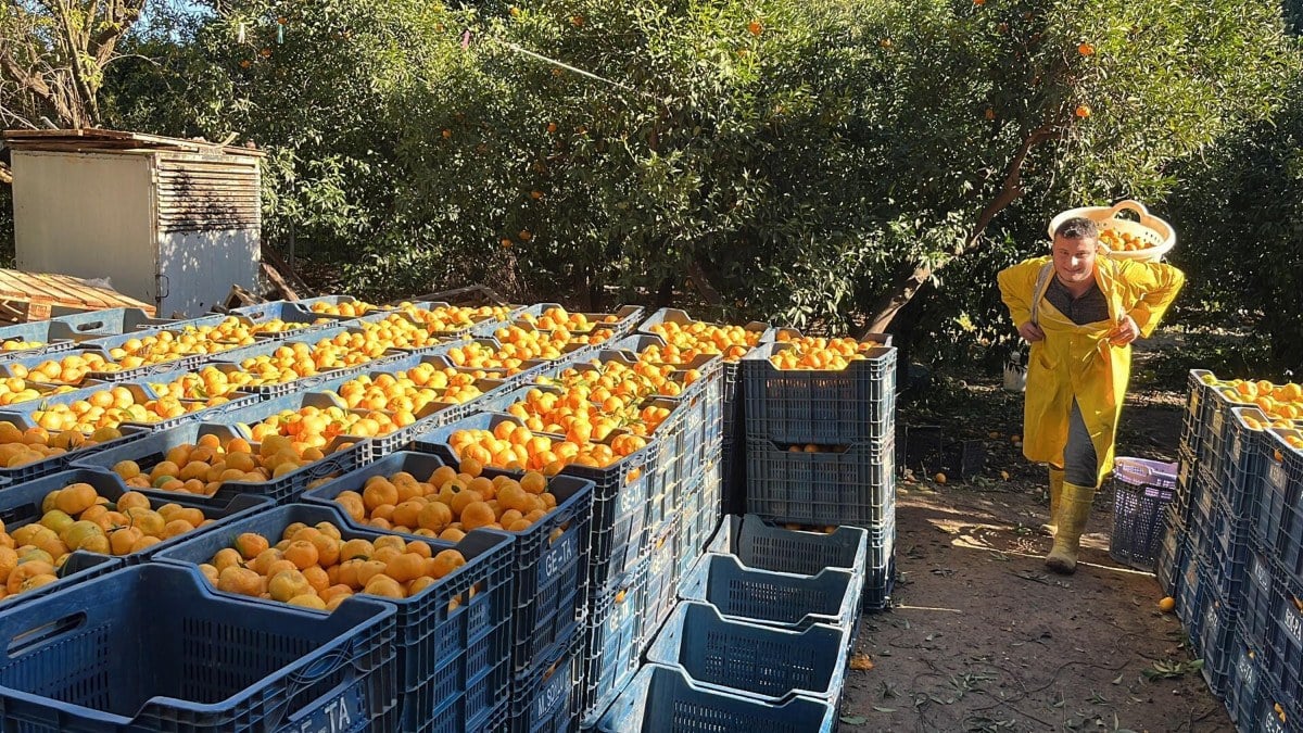 Bodrum mandalinasında hasat başladı… Bahçede 5, İstanbul’da 50 lira