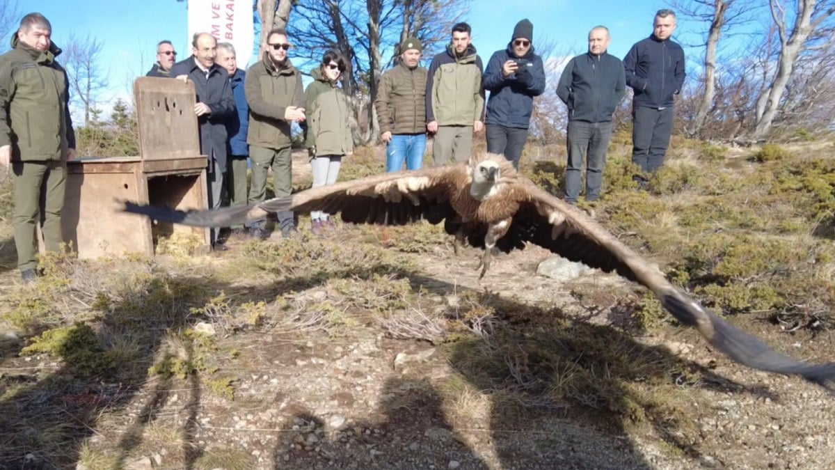 Bursa’da bitkin bulunan kızıl akbaba doğaya salındı