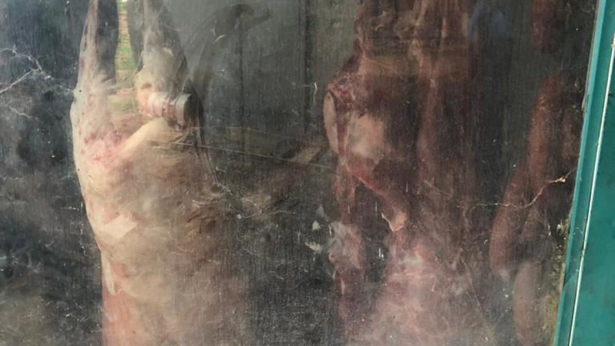 Bursa’da kokuşmuş etleri piyasaya sürmeye hazırlanıyorlardı: 1,5 ton et ele geçirildi