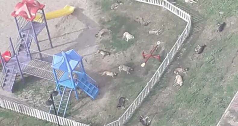 Çocuk parkını mesken tutan sokak köpekleri