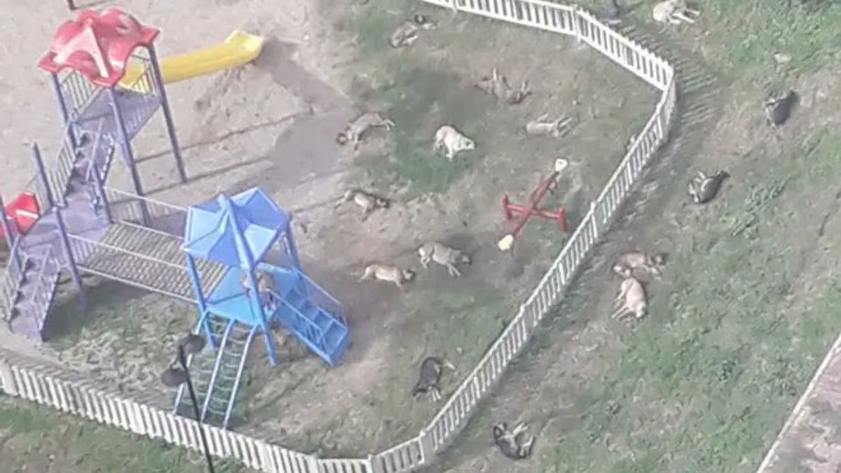 Çocuk parkını mesken tutan sokak köpekleri