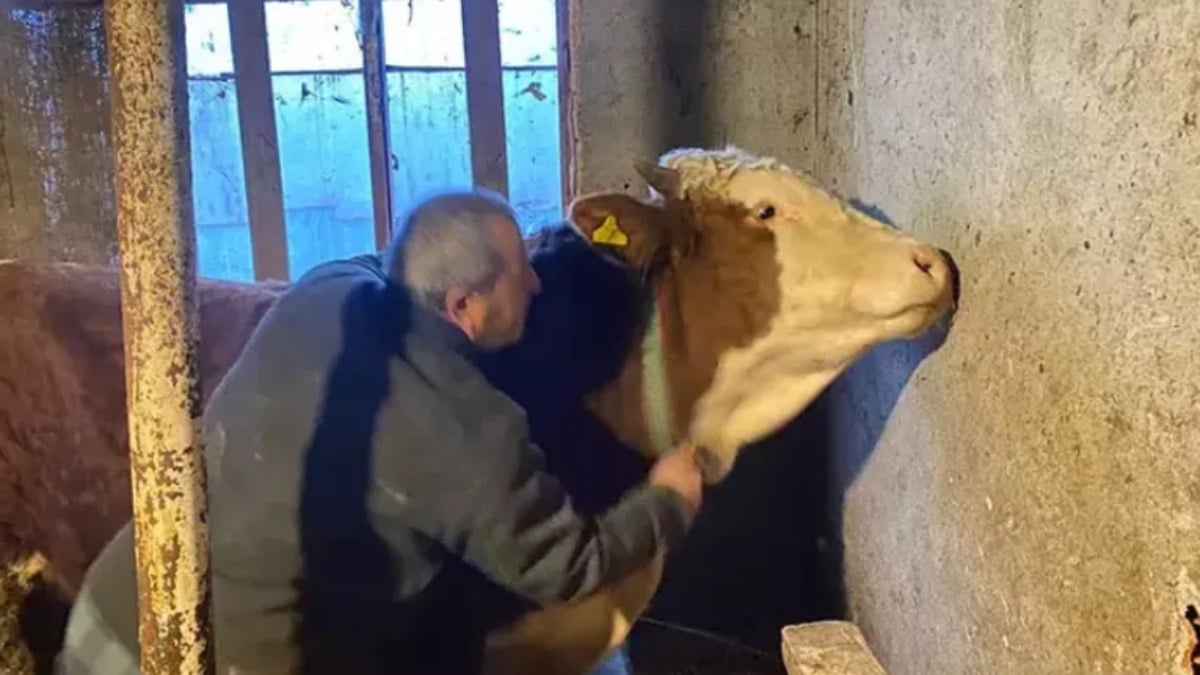 Düzce’de ilginç anlar: Boğası öldürüyordu ama… “Nazar nazar”