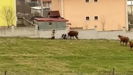 Düzce’de tosunların saldırısına uğrayan besiciyi çevredeki kadın kurtardı