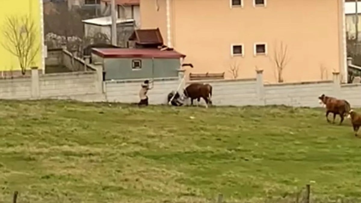Düzce’de tosunların saldırısına uğrayan besiciyi çevredeki kadın kurtardı