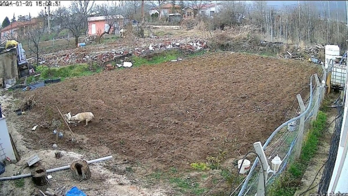 Elazığ’da kümese giren başıboş köpek, tavuğu alıp kaçtı