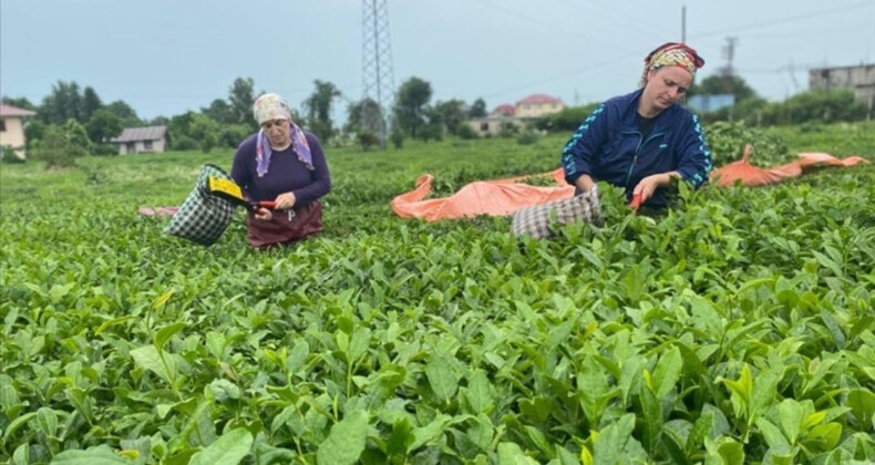 En çok talep Belçika’dan geldi! Rize çay ihracatından 2023’te 10,2 milyon dolar kazandı