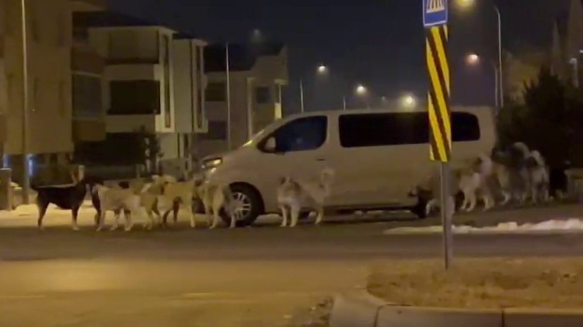 Erzurum’da sokak köpeği tehdidi: 20’si sürü halinde korku saçtı…