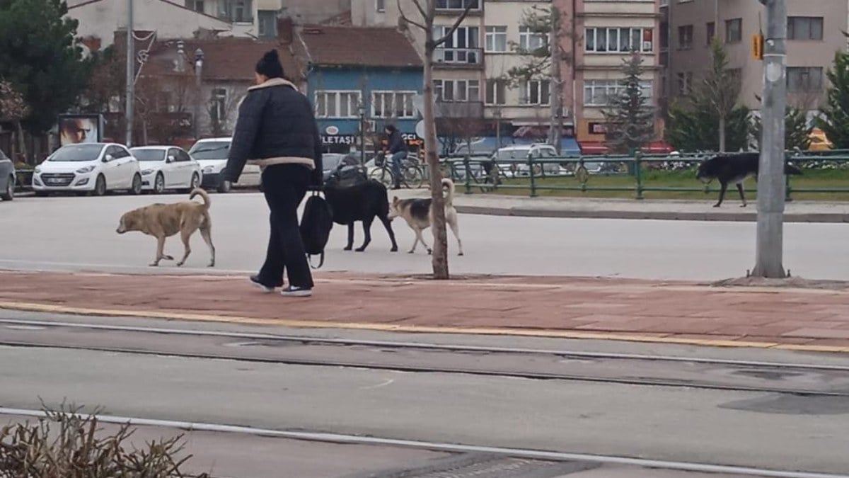 Eskişehir sokakları başıboş köpeklere kaldı! Vatandaşlar endişeli…