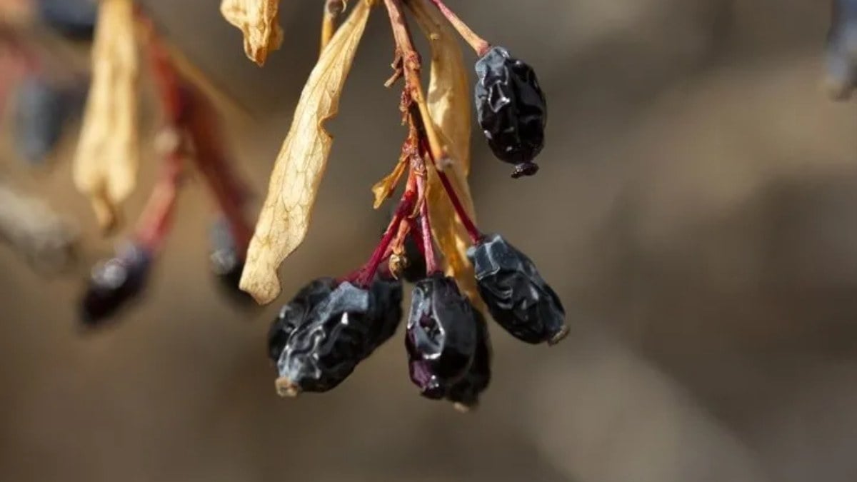 “Gizli” bir şifa deposu! 28 gramıyla C vitamini ihtiyacının tamamını karşılıyor…