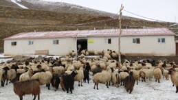 Hakkari’de yerli çoban bulamayan besici İran’dan çoban getirdi