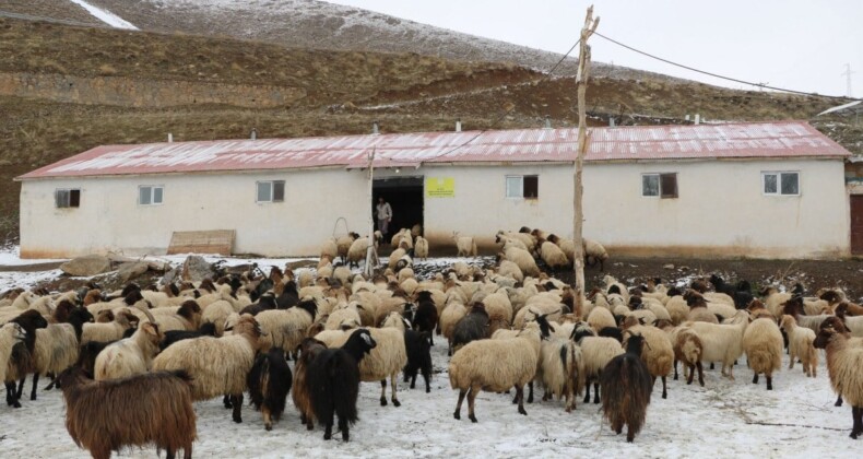 Hakkari’de yerli çoban bulamayan besici İran’dan çoban getirdi