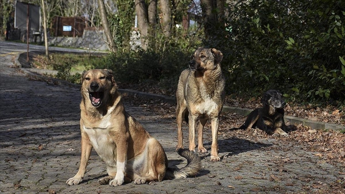 İBB Müdürü sokak köpeğinden korunma yöntemini söyledi! Köpeği anlamaya çalışmalıyız
