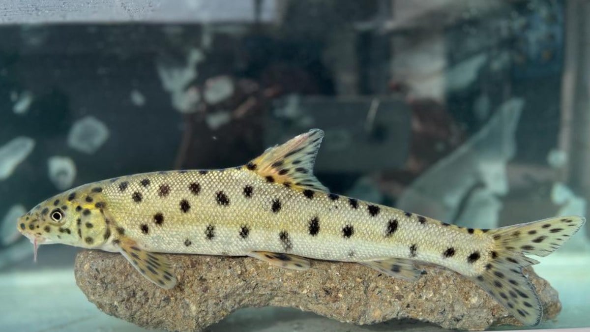 İbrahim Yumaklı: Leopar sazanının yıllar sonra tekrar sularımızda tespit edilmesi memnuniyet verici