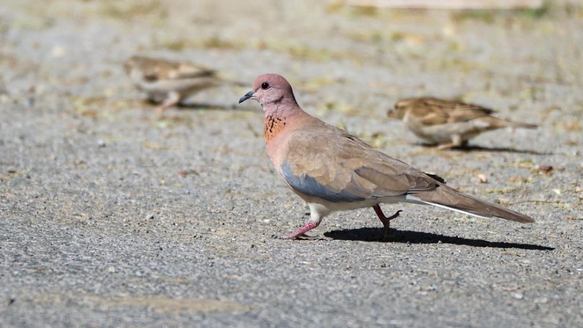 İspanya’da bir garip ceza: Kumru besledi diye…