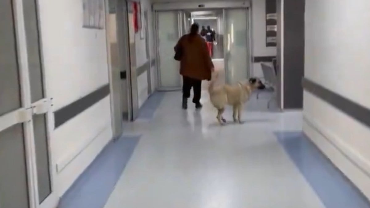 İzmir’de sokak köpeği hastaneye girdi! O anlar tepkiye yol açtı