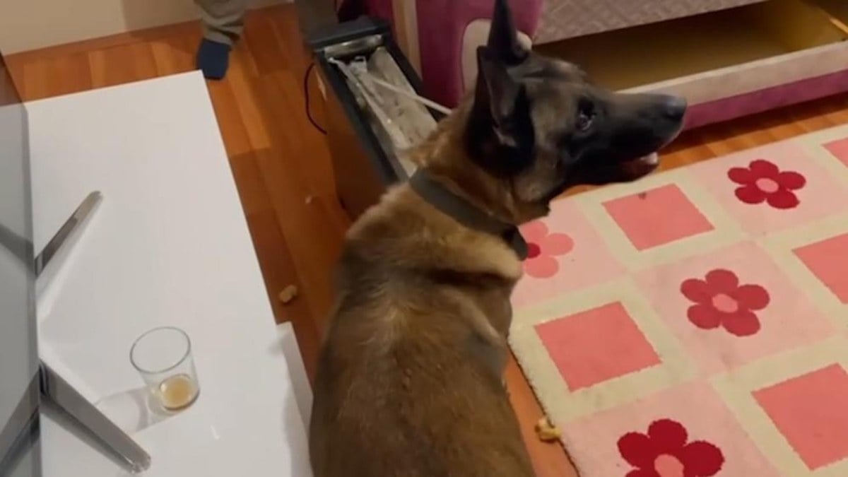 Kırıkkale’de uyuşturucu operasyonu! Narkotik köpeğinin sobadaki maddeyi bulduğu anlar..