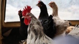 Konya’da görenleri şaşırtan araç: Tavuklarını otomobille gezdiriyor