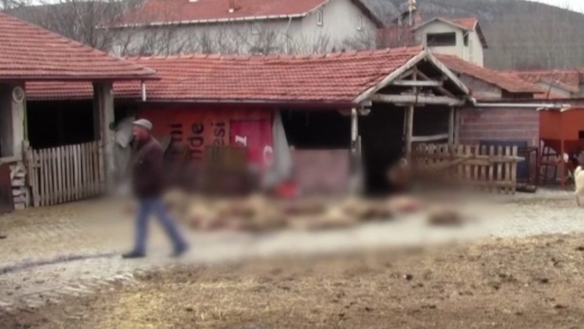 Kütahya’da sahipsiz köpekler 20 küçükbaş hayvanı telef etti